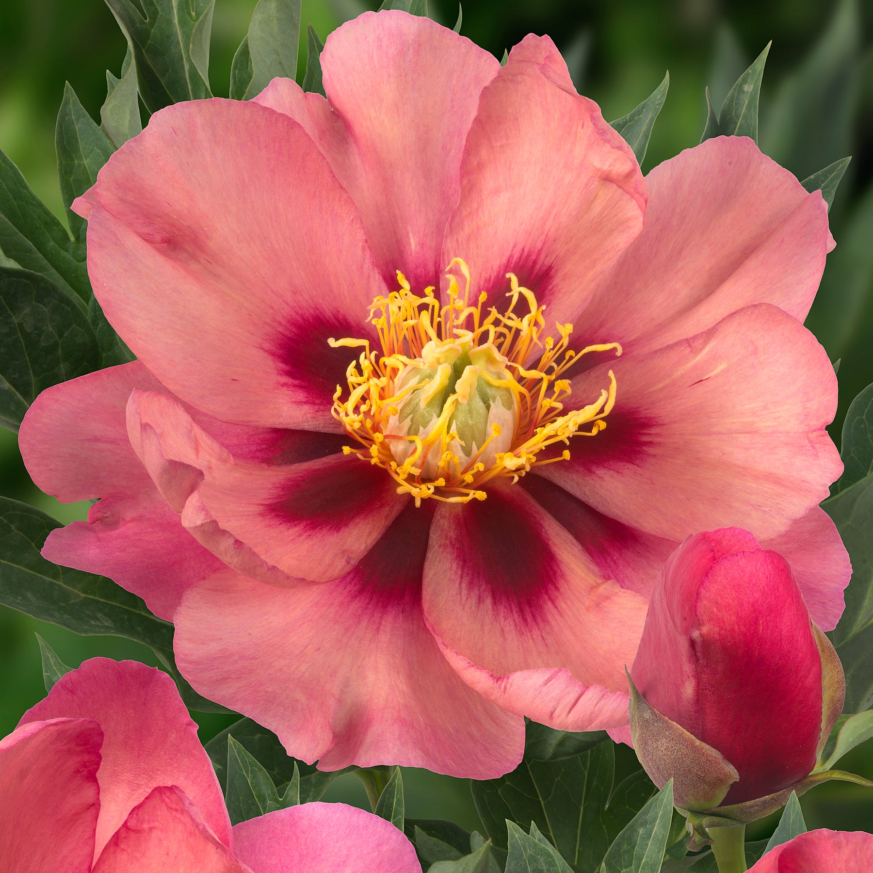 Peony Old Rose Dandy (Itoh)