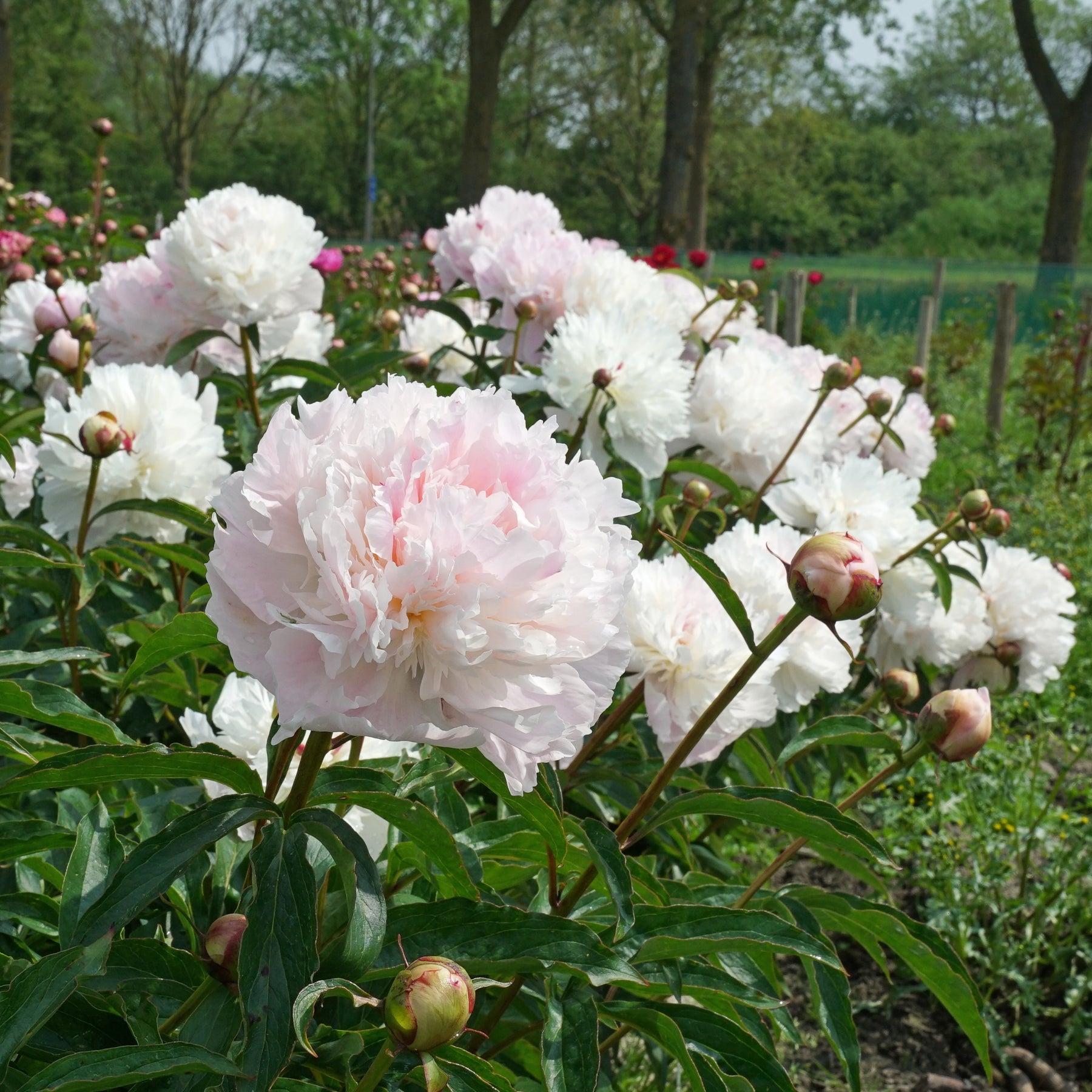 Peony Alertie