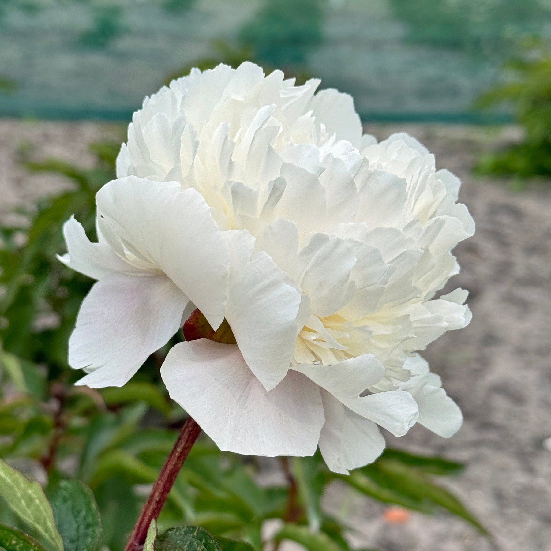 Peony Alertie