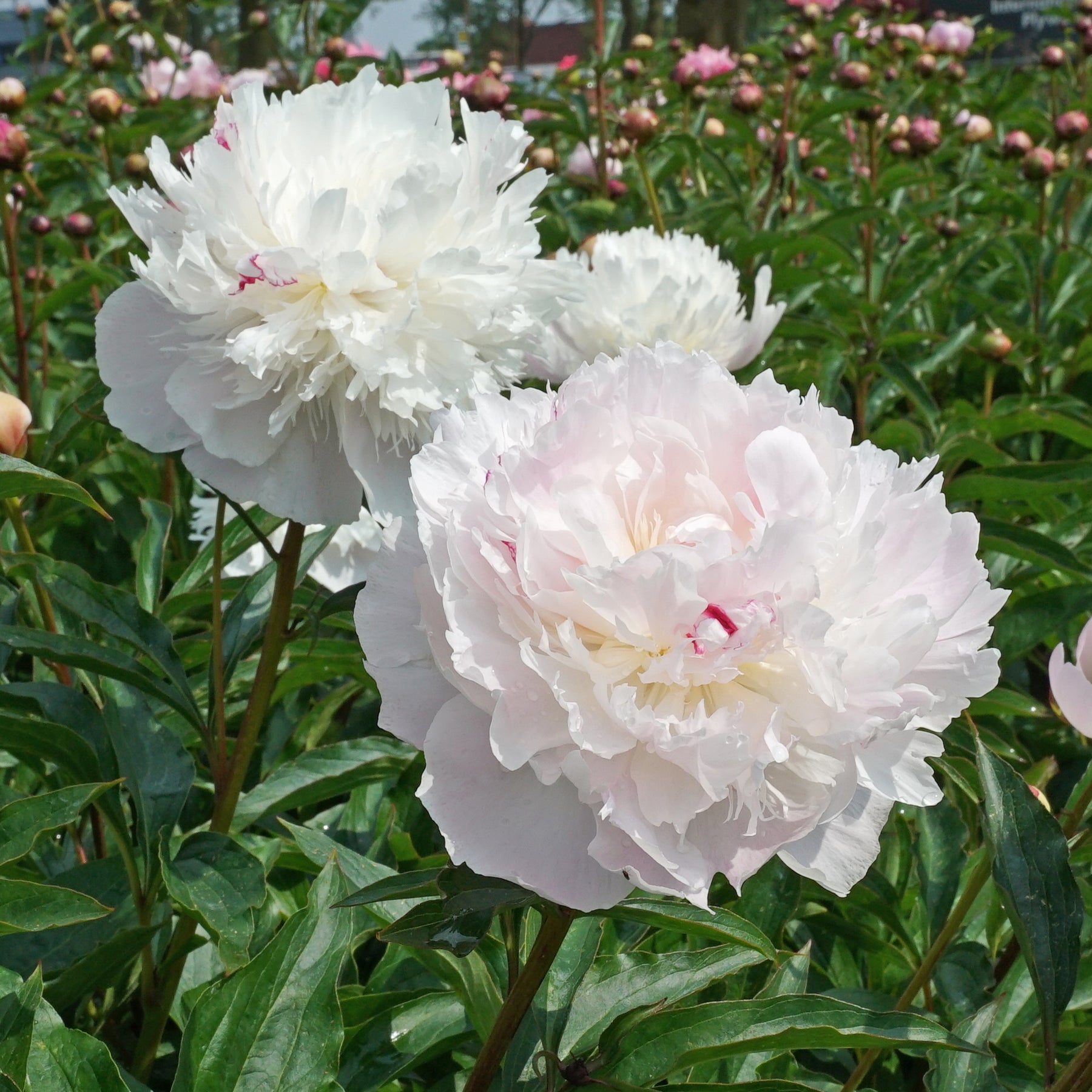 Peony Alertie