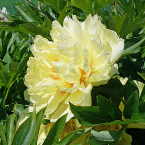 Peony Bartzella (Itoh)