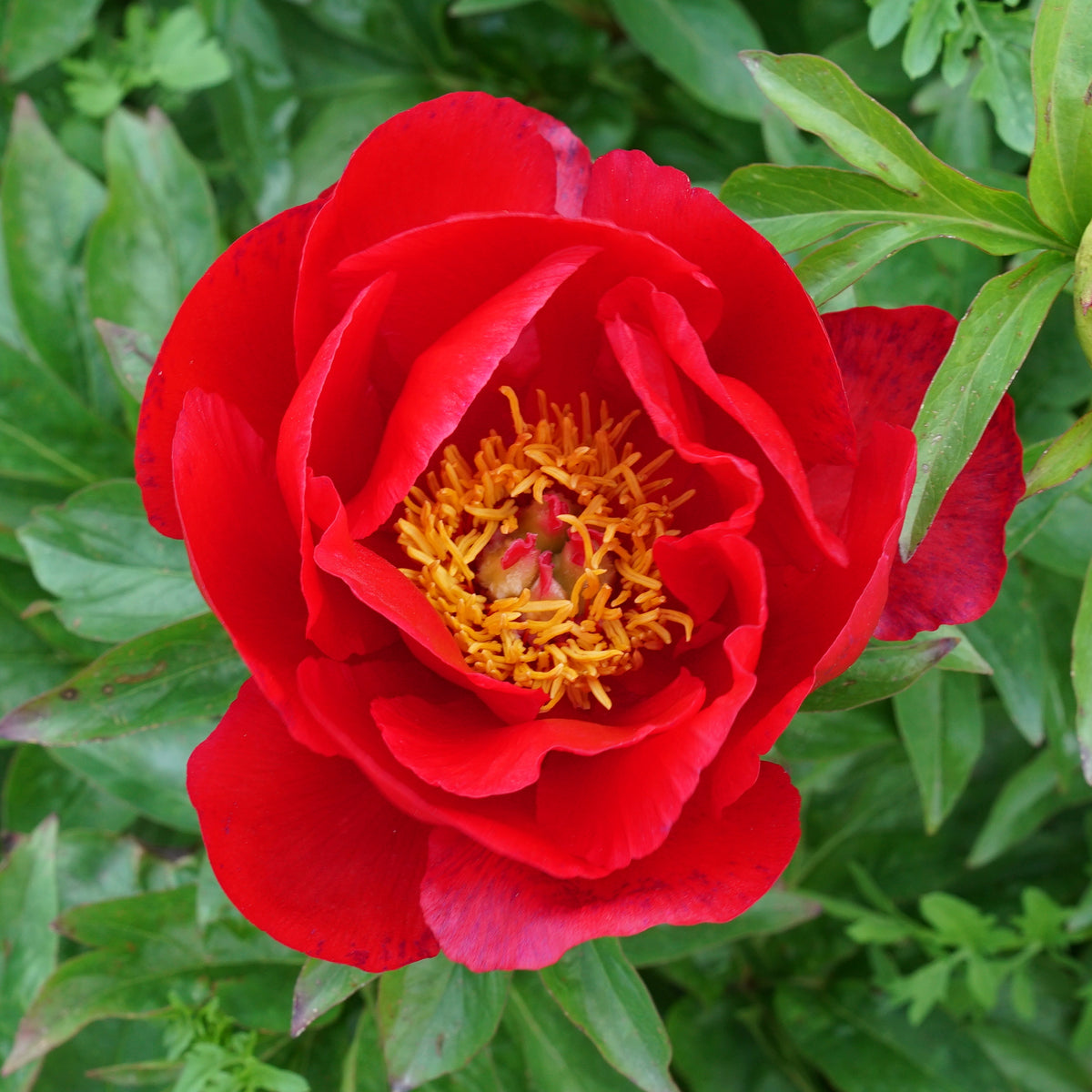 Peony Blaze