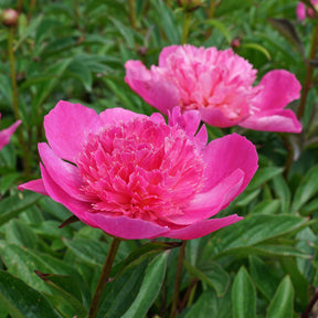 Peony Bouquet Perfect