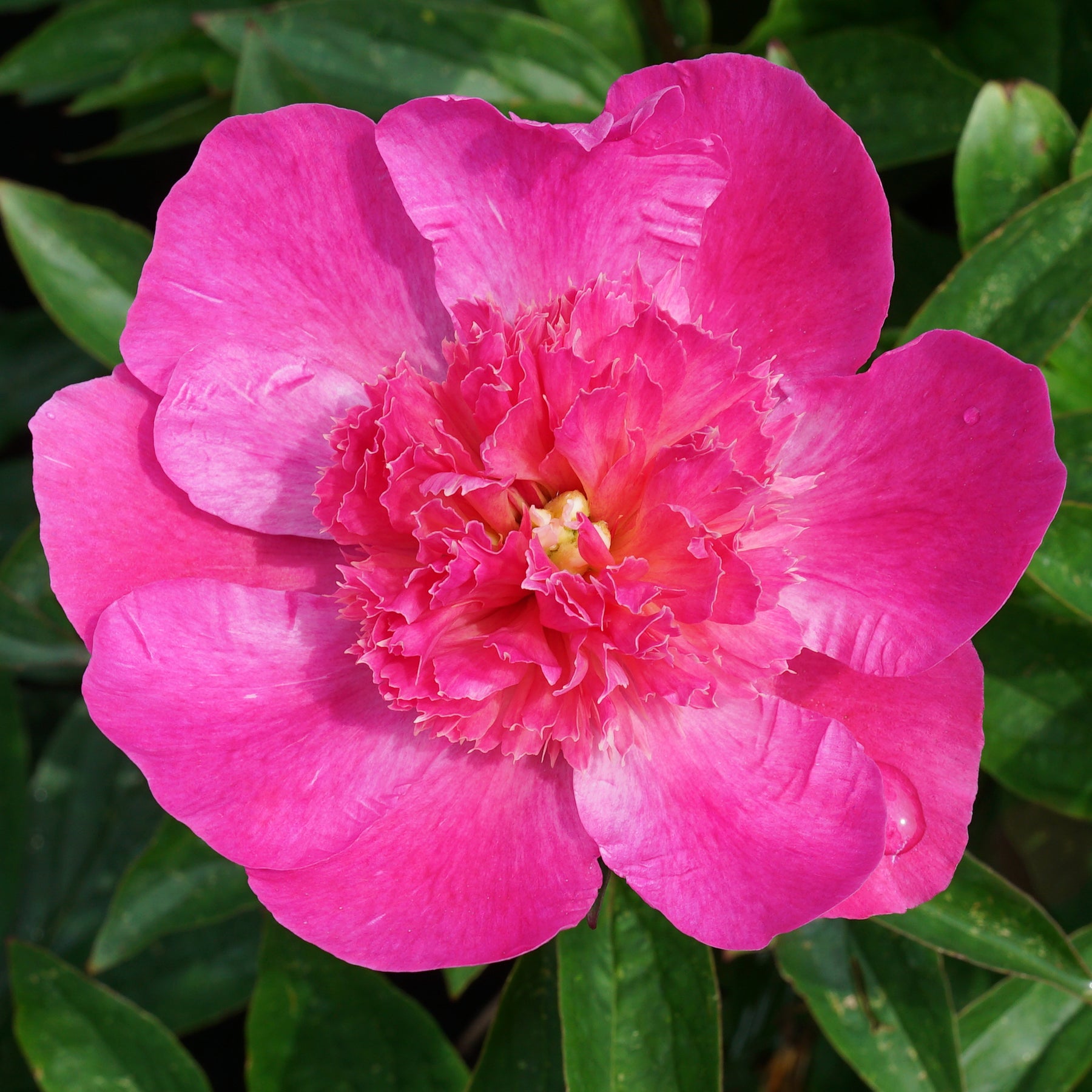 Peony Bouquet Perfect