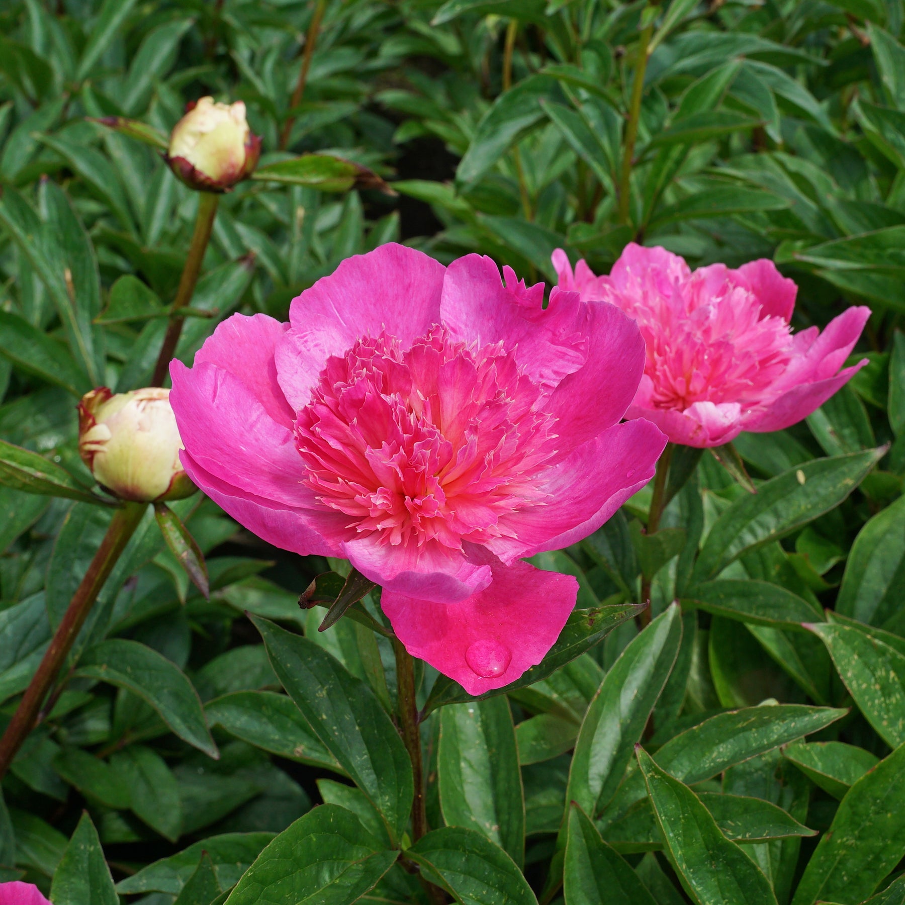 Peony Bouquet Perfect