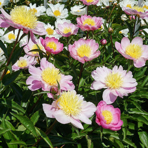 Peony Bowl of Beauty