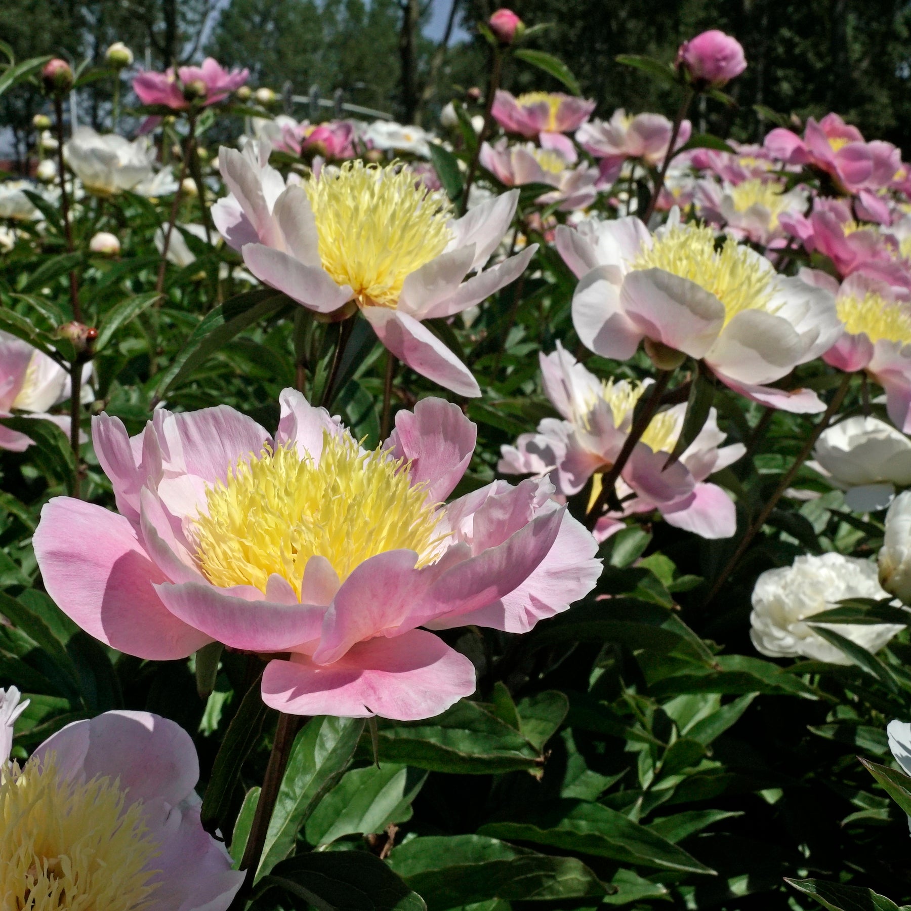 Peony Bowl of Beauty