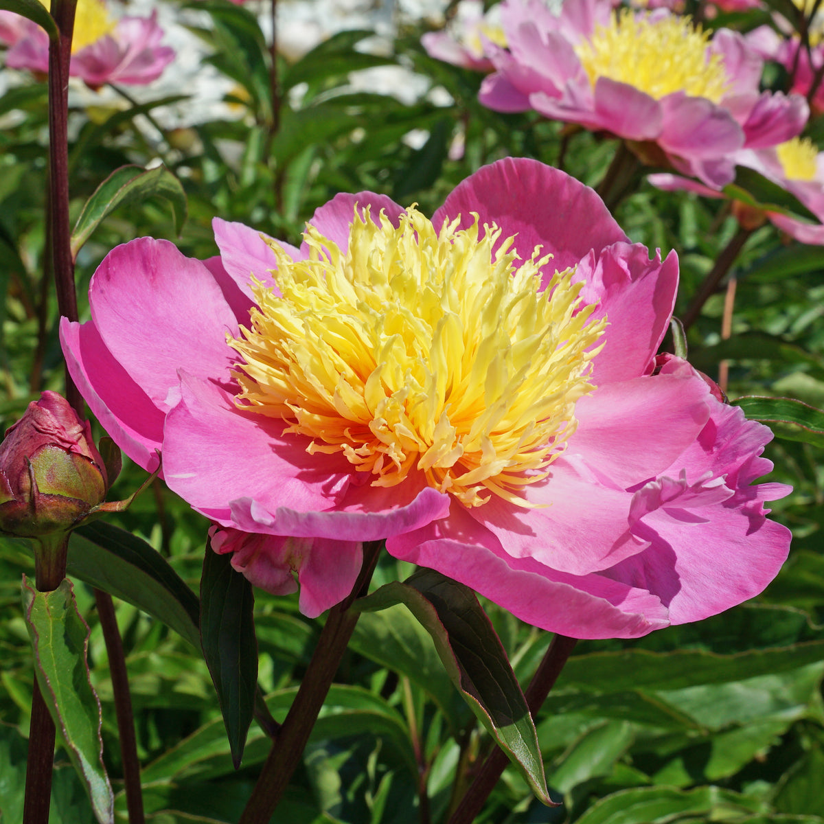 Peony Bowl of Beauty