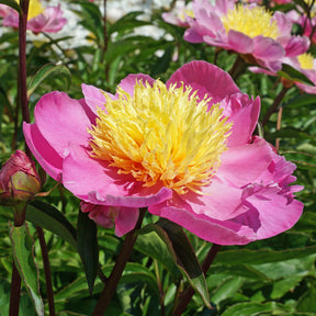 Peony Bowl of Beauty