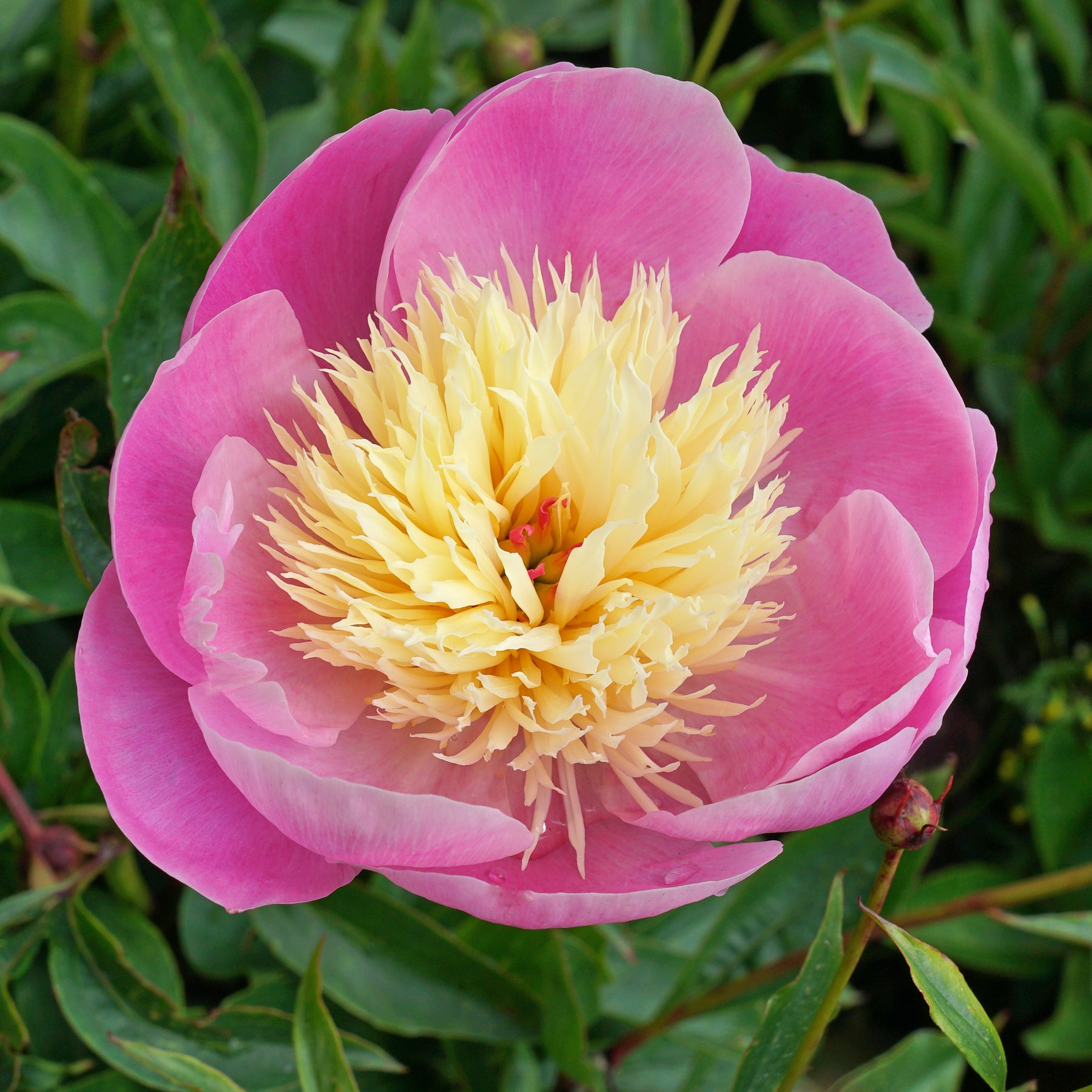 Peony Bowl of Beauty