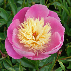 Peony Bowl of Beauty