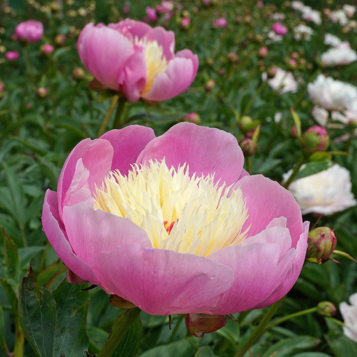 Peony Bowl of Beauty