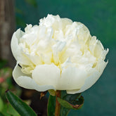 Peony Bridal Gown