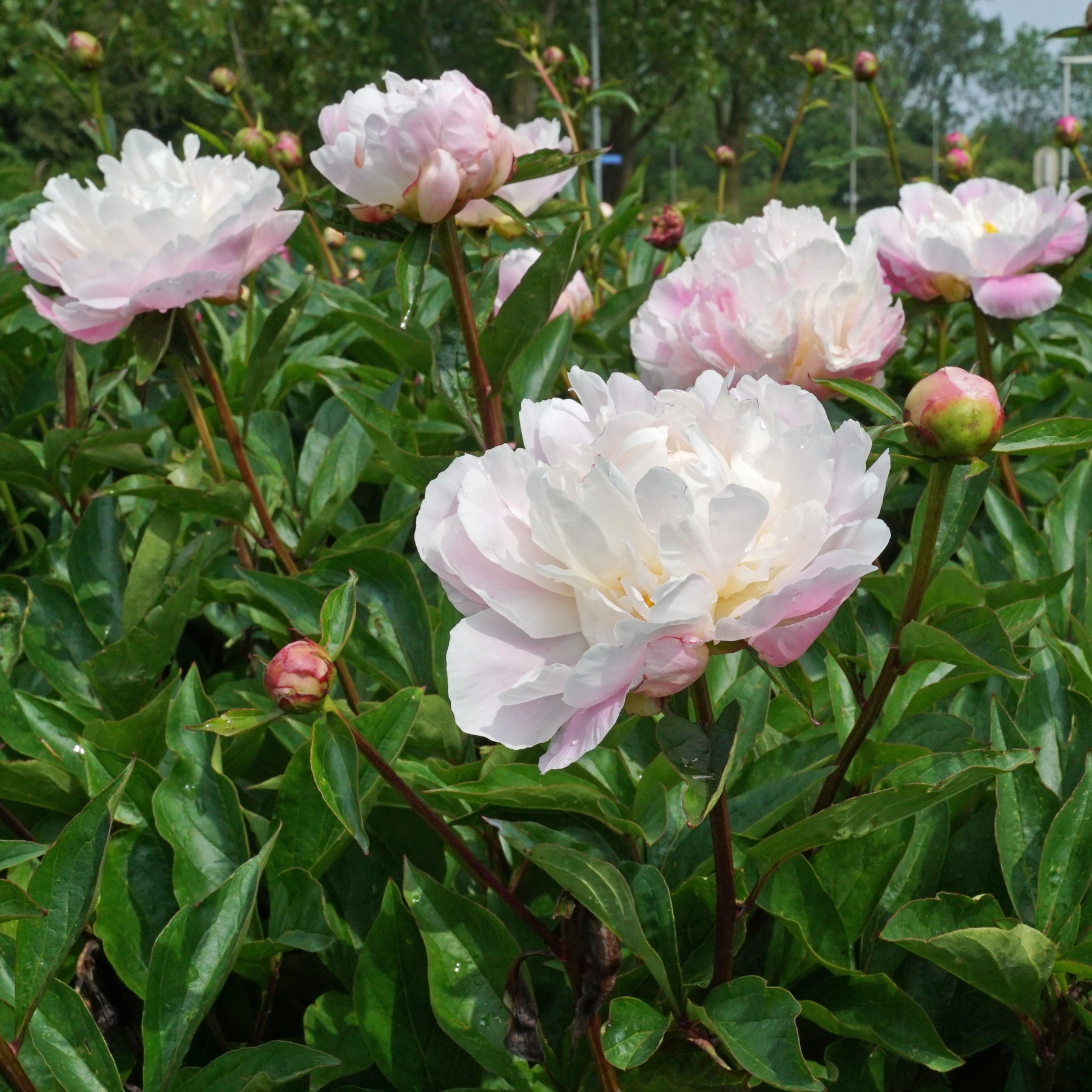 Peony Catharina Fontijn