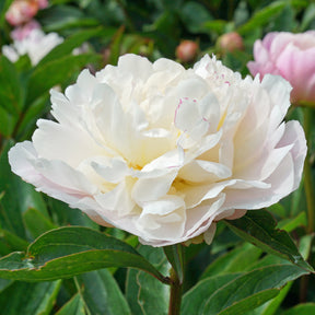 Peony Catharina Fontijn