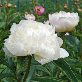 Peony Chiffon Parfait