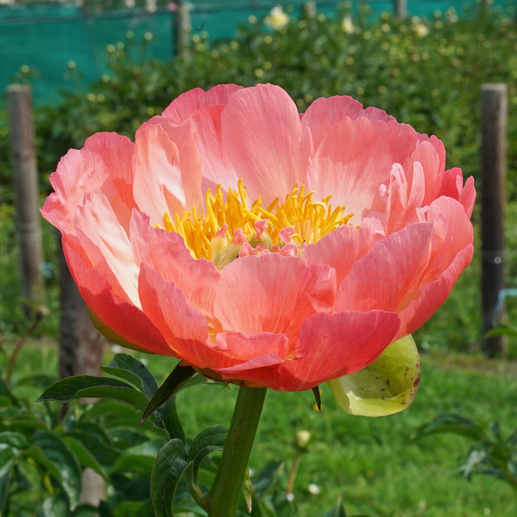 Peony Coral Sunset