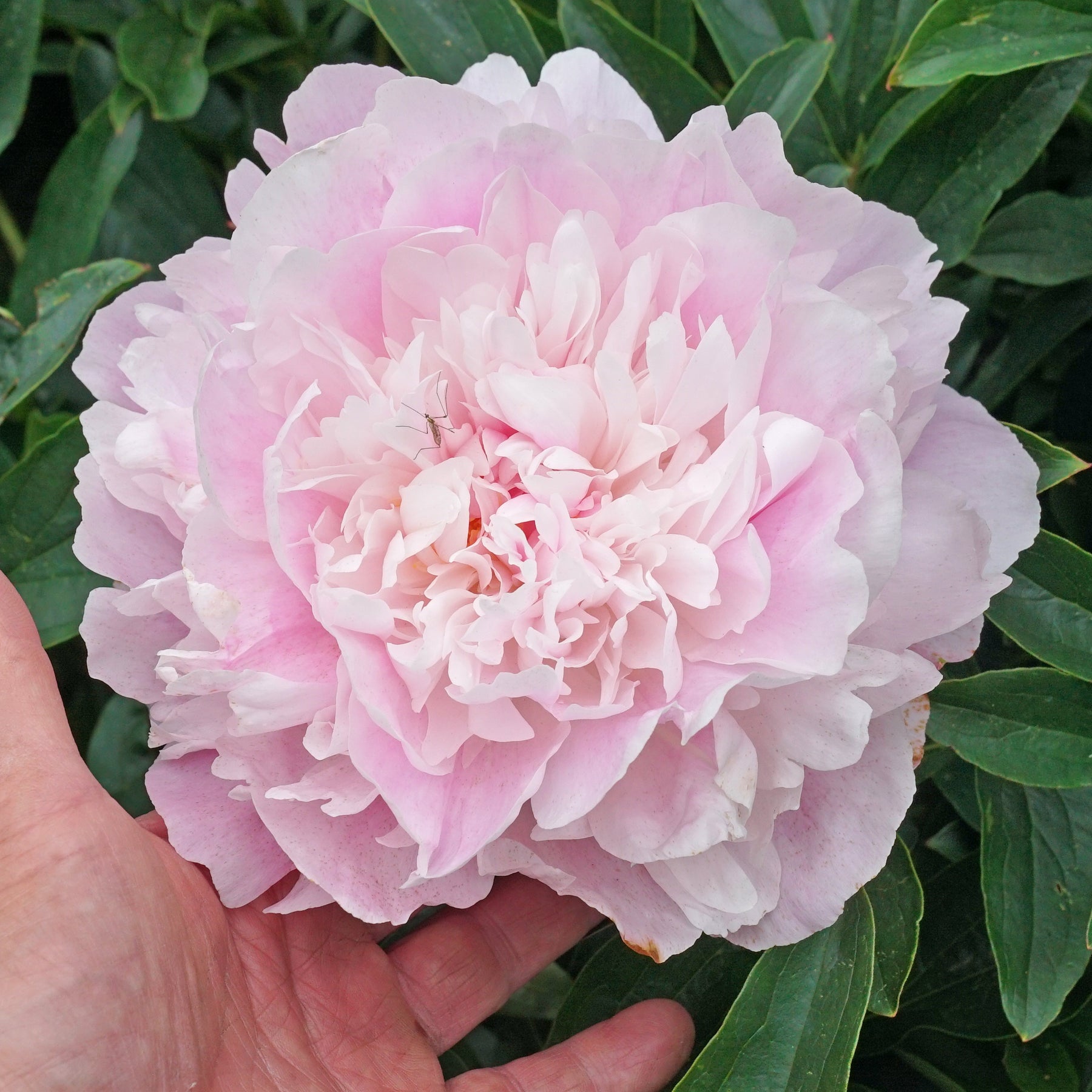 Peony Dinner Plate