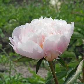 Peony Dr. F. G. Brethour