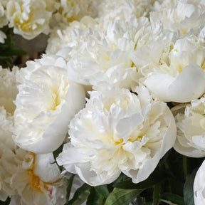 Peony Duchesse de Nemours