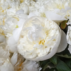 Peony Duchesse de Nemours