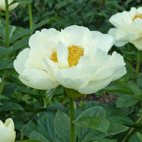 Peony Early Sensation