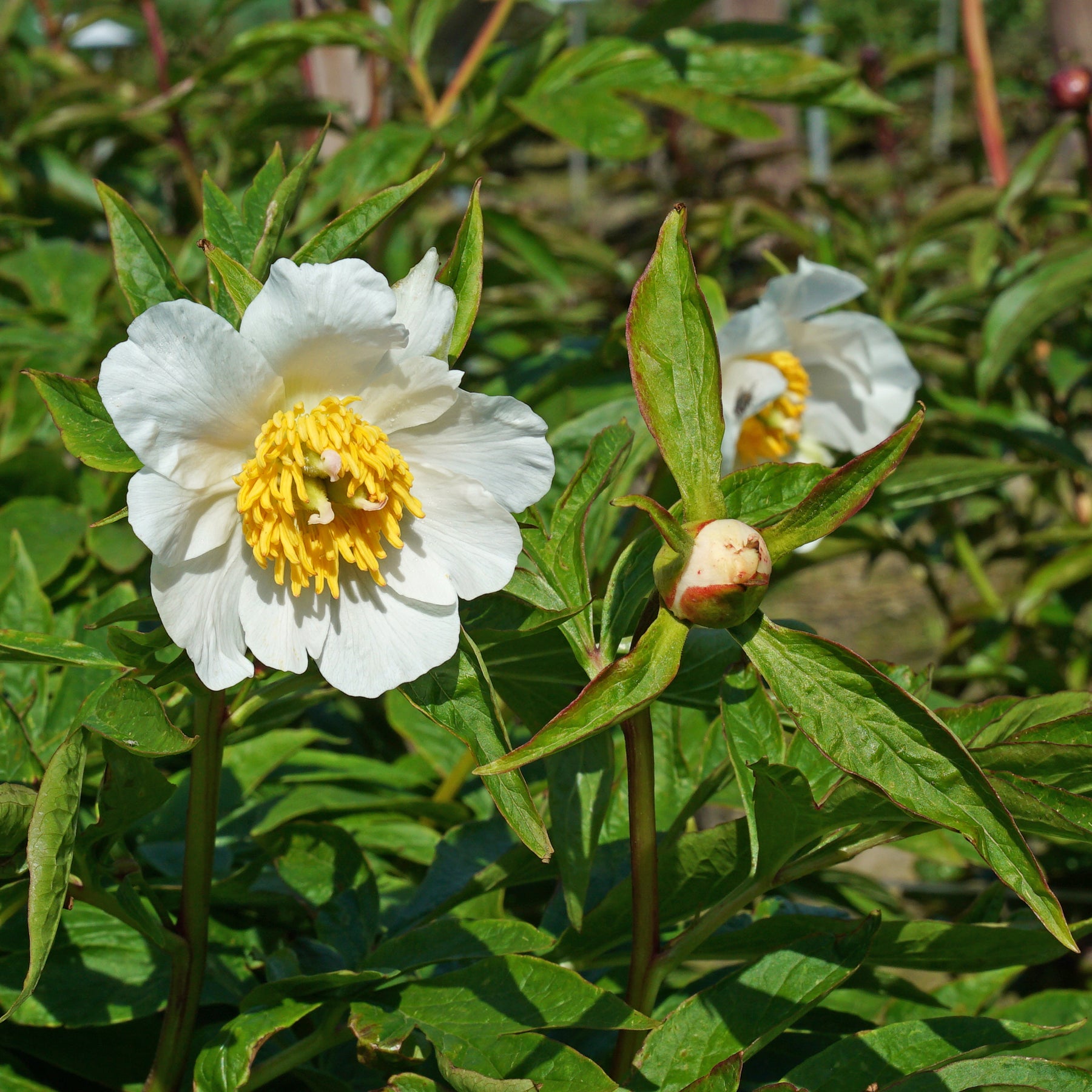 Peony Early Windflower