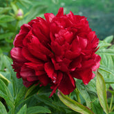 Peony Eliza Lundy