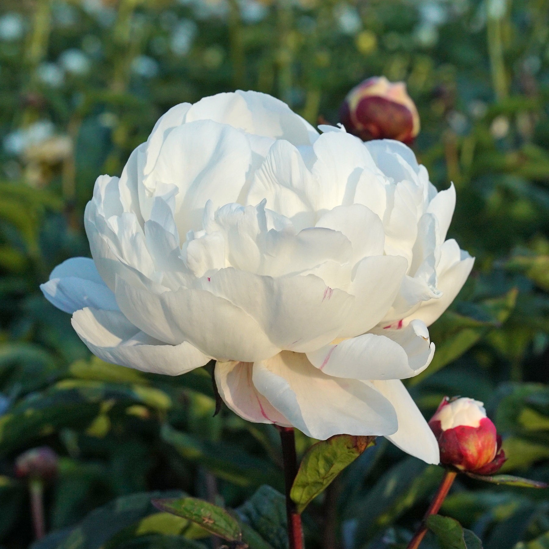 Peony Gardenia