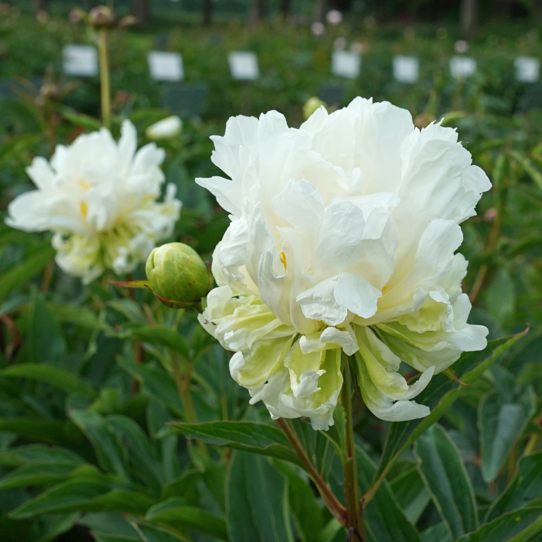 Peony Green Halo