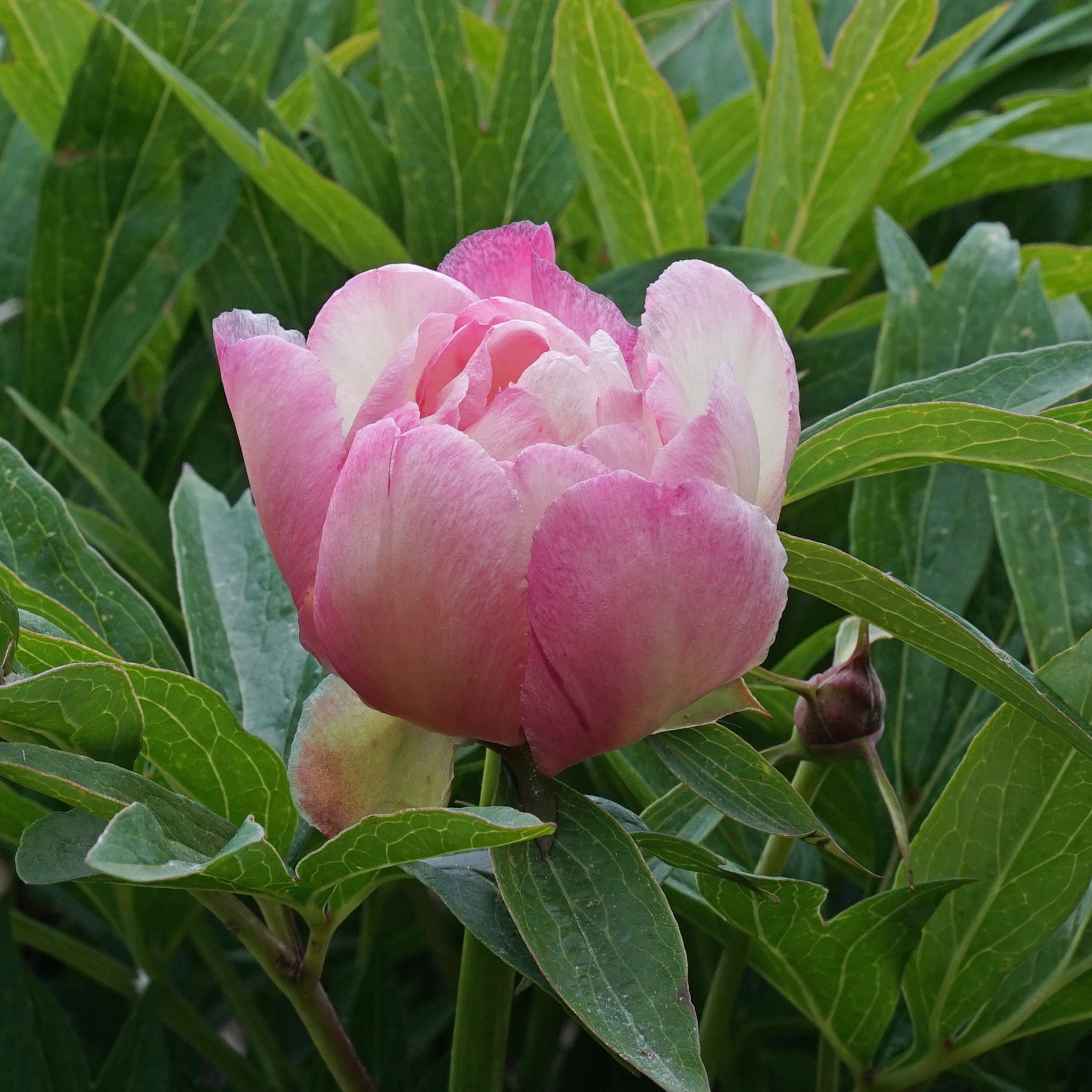 Peony Julia Rose (Itoh)