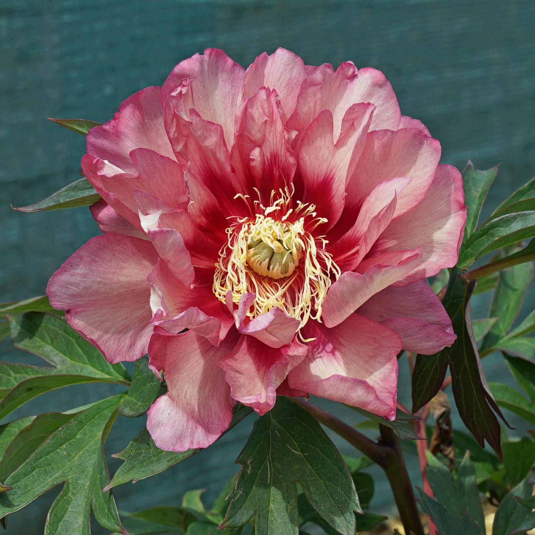 Peony Pastel Splendor (Itoh)