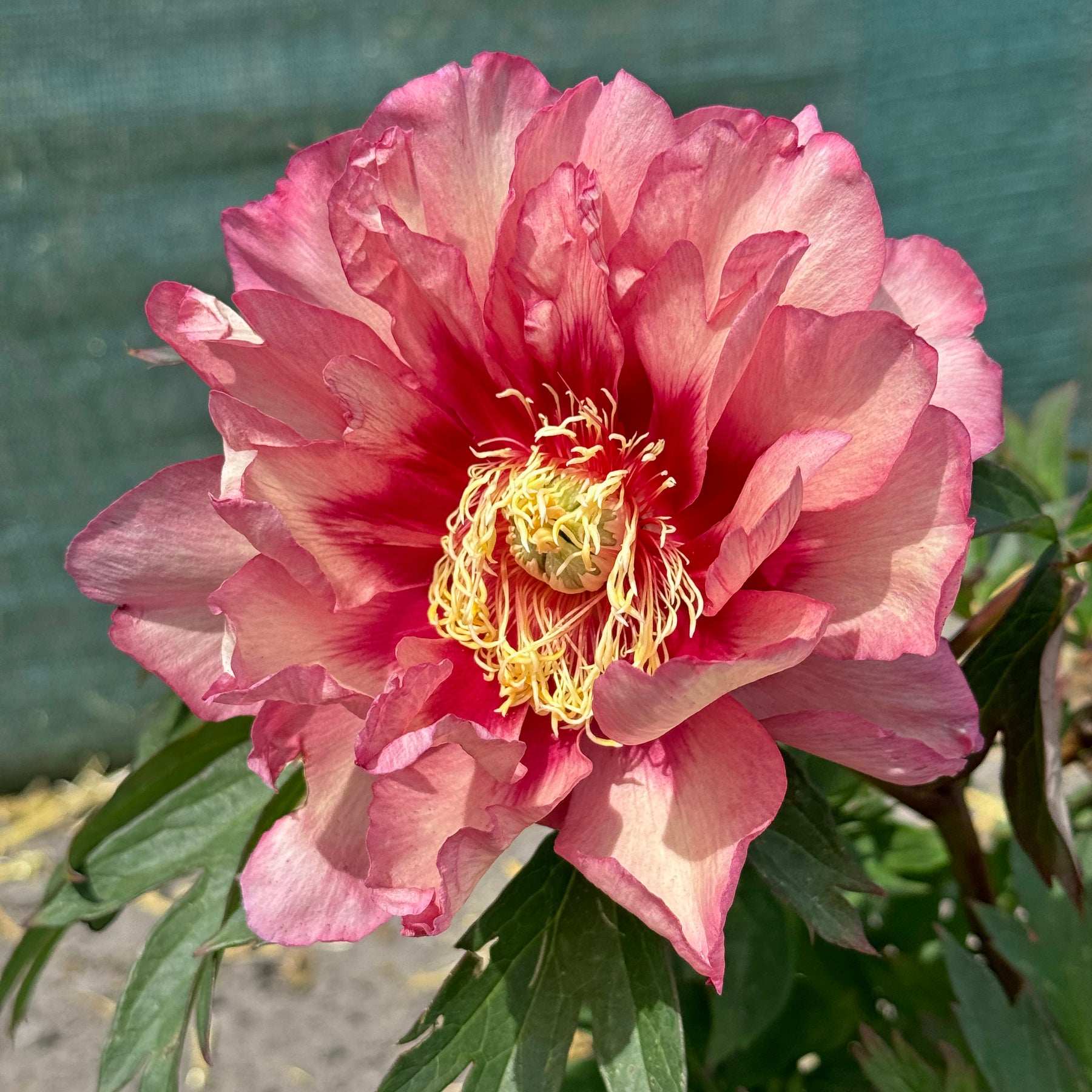 Peony Pastel Splendor (Itoh)