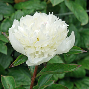 Peony Lancaster Imp