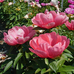 Peony Lovely Rose