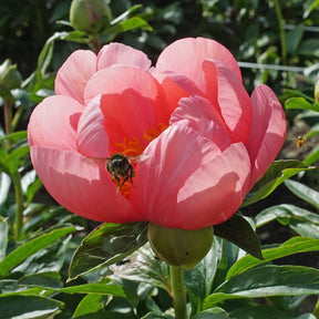 Peony Lovely Rose