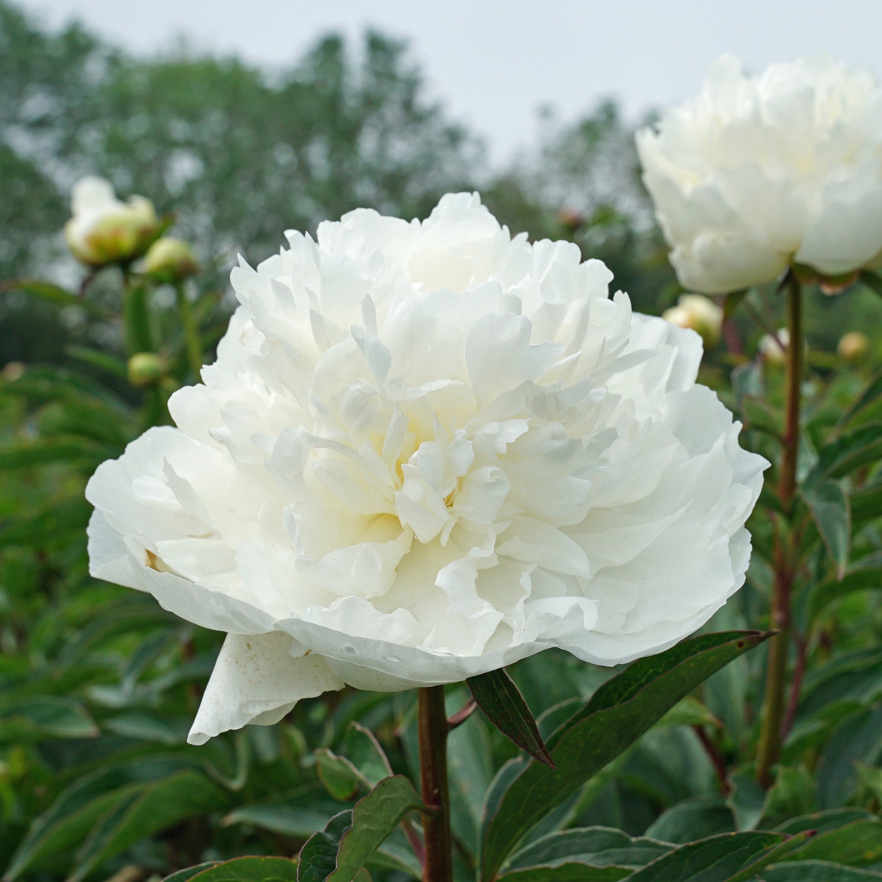 Peony Madame Claude Tain