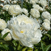 Peony Mary E. Nicholls