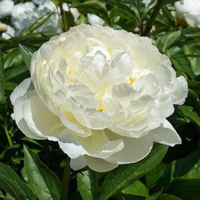 Peony Mary E. Nicholls