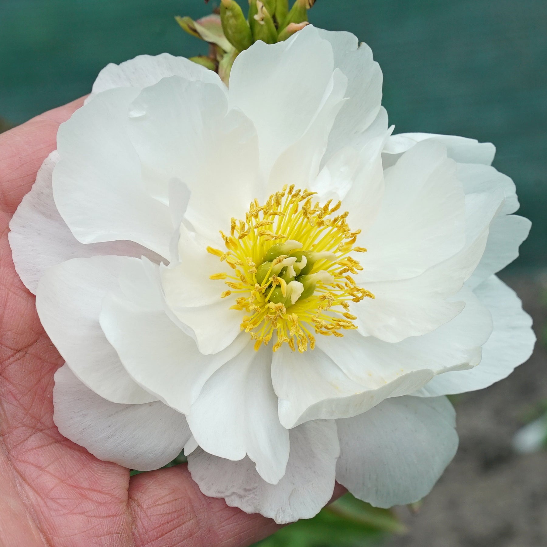 Peony Miss America