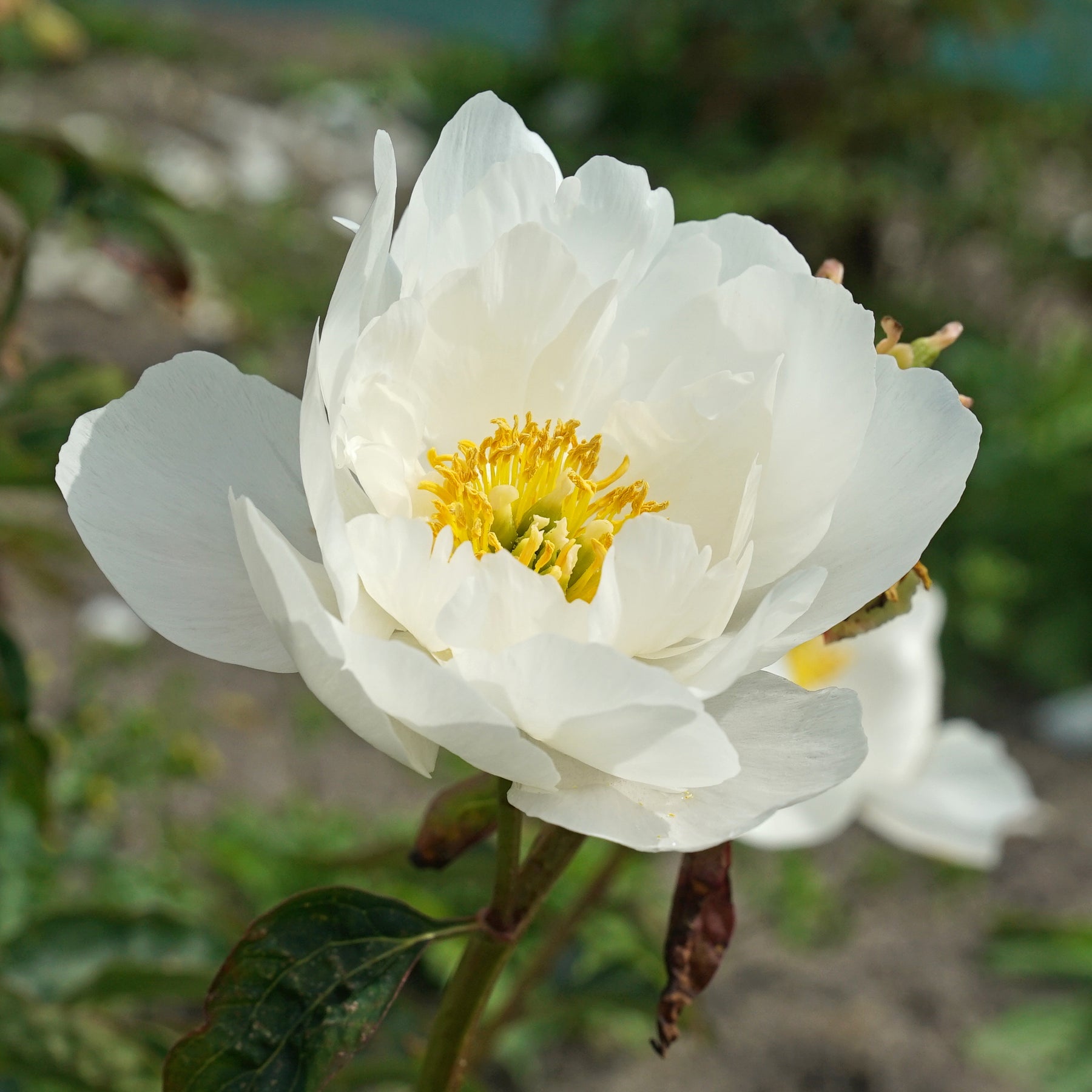 Peony Miss America