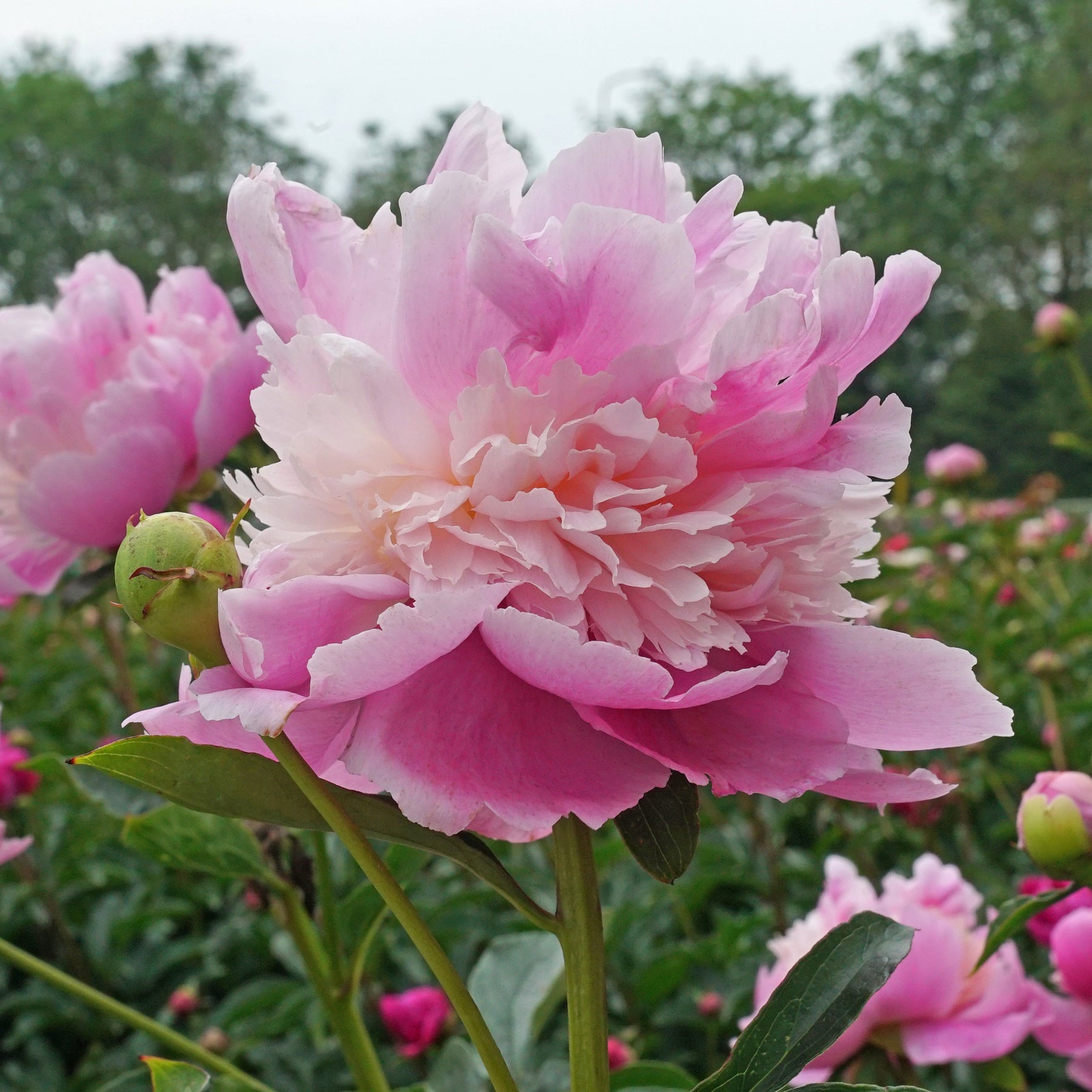 Peony Monsieur Jules Elie