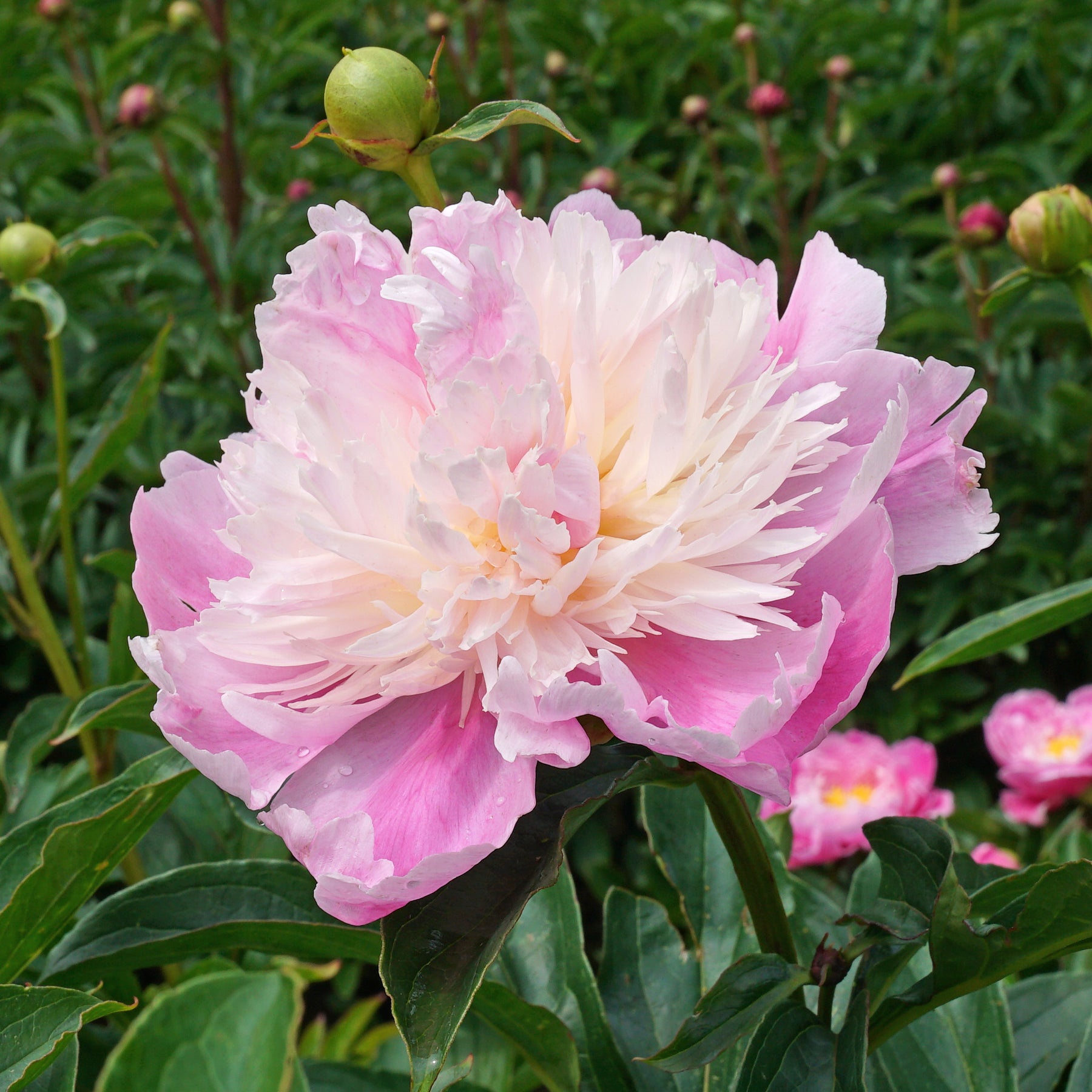 Peony Monsieur Jules Elie