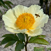 Peony Moonrise