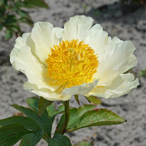 Peony Moonrise