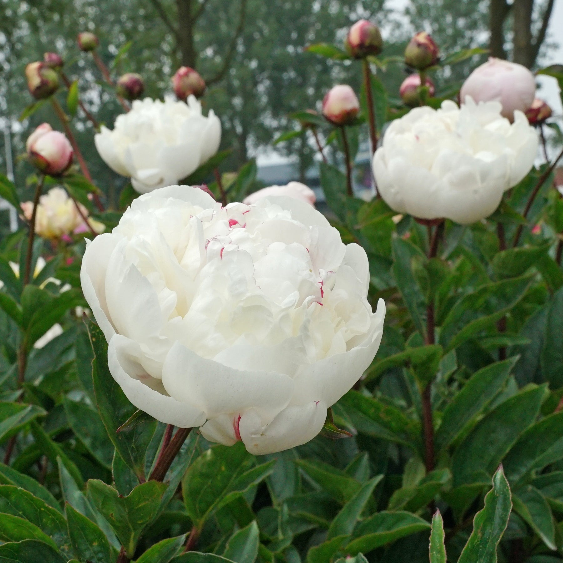 Peony Nick Shaylor