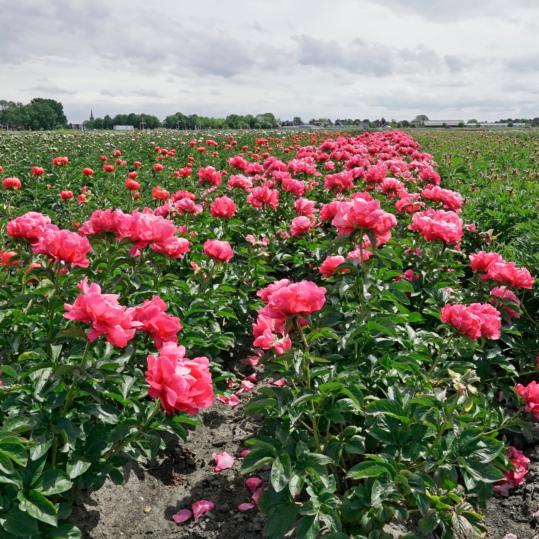 Peony Paula Fay