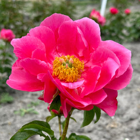 Peony Paula Fay