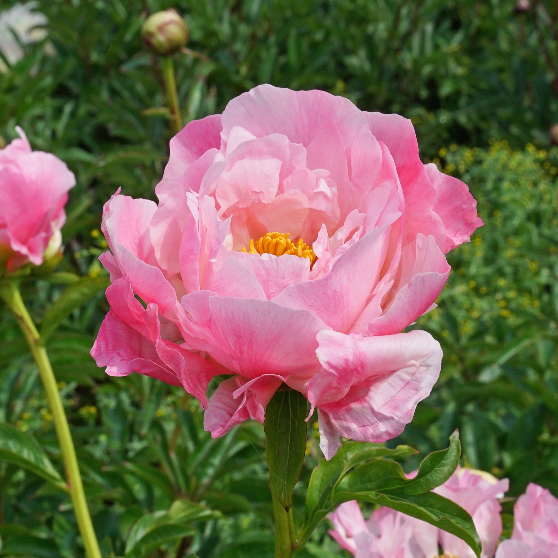 Peony Pink Choice