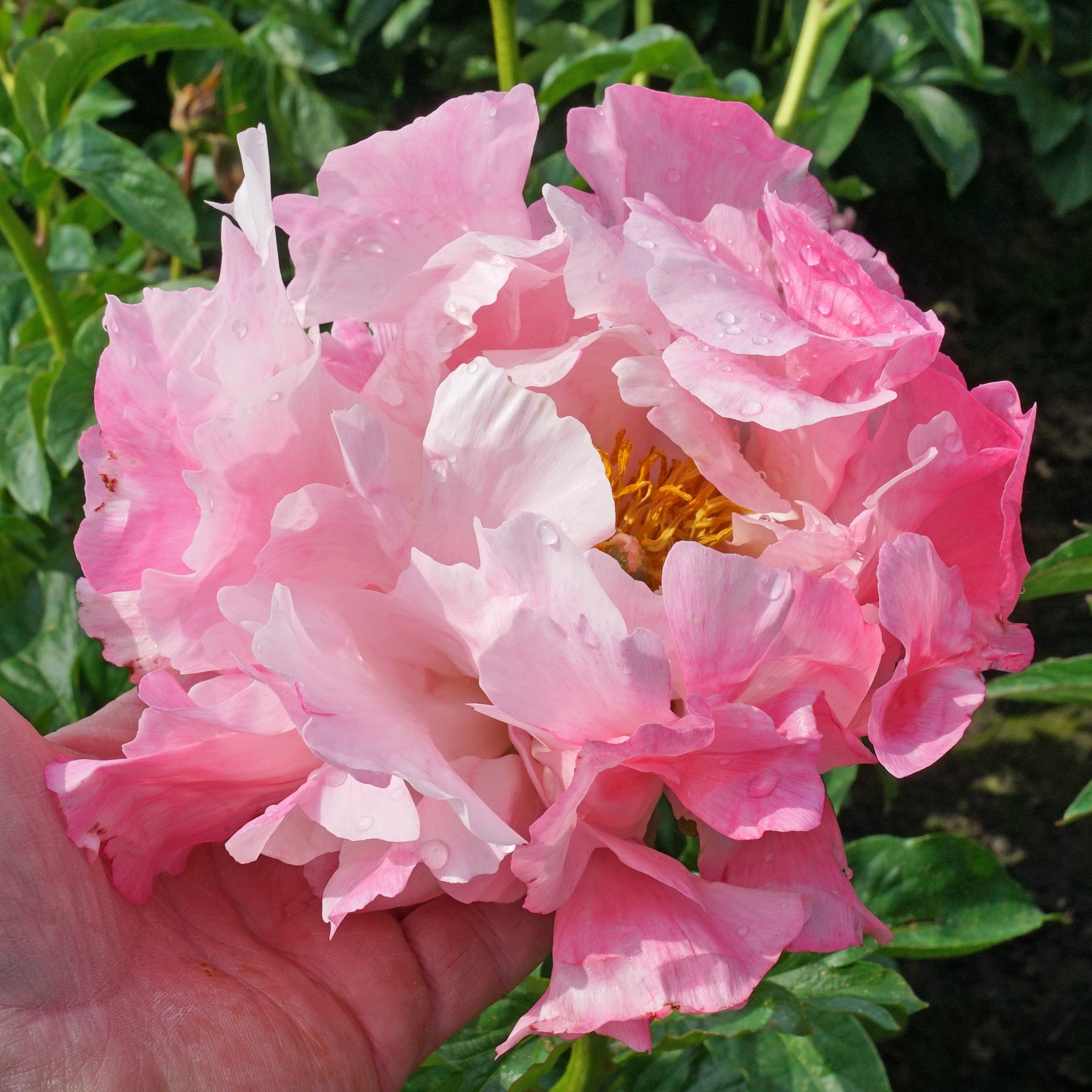 Peony Pink Choice